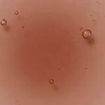 KAKAO MILK