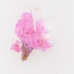 DRIED FLOWERS - PURPLE
